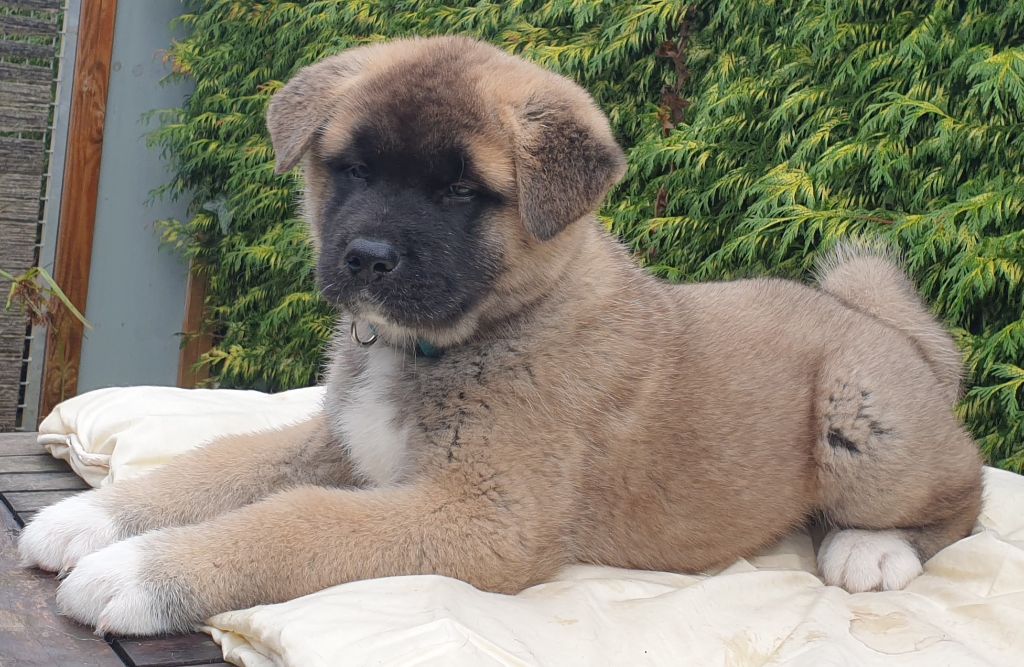 Viva In Vivo - Chiots disponibles - Akita americain