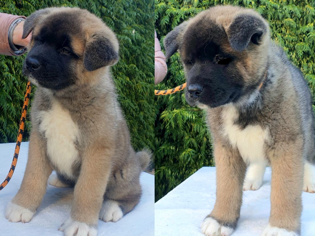 Chiot Akita americain Viva In Vivo